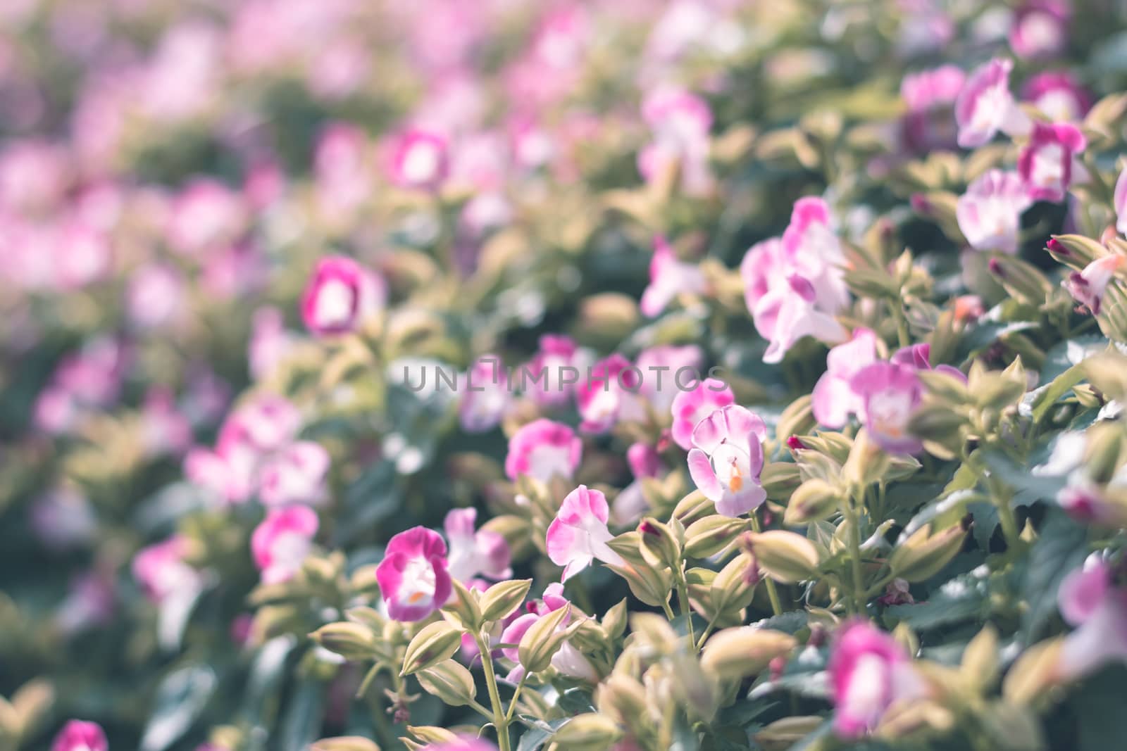 Selective focus colorful flowers for background