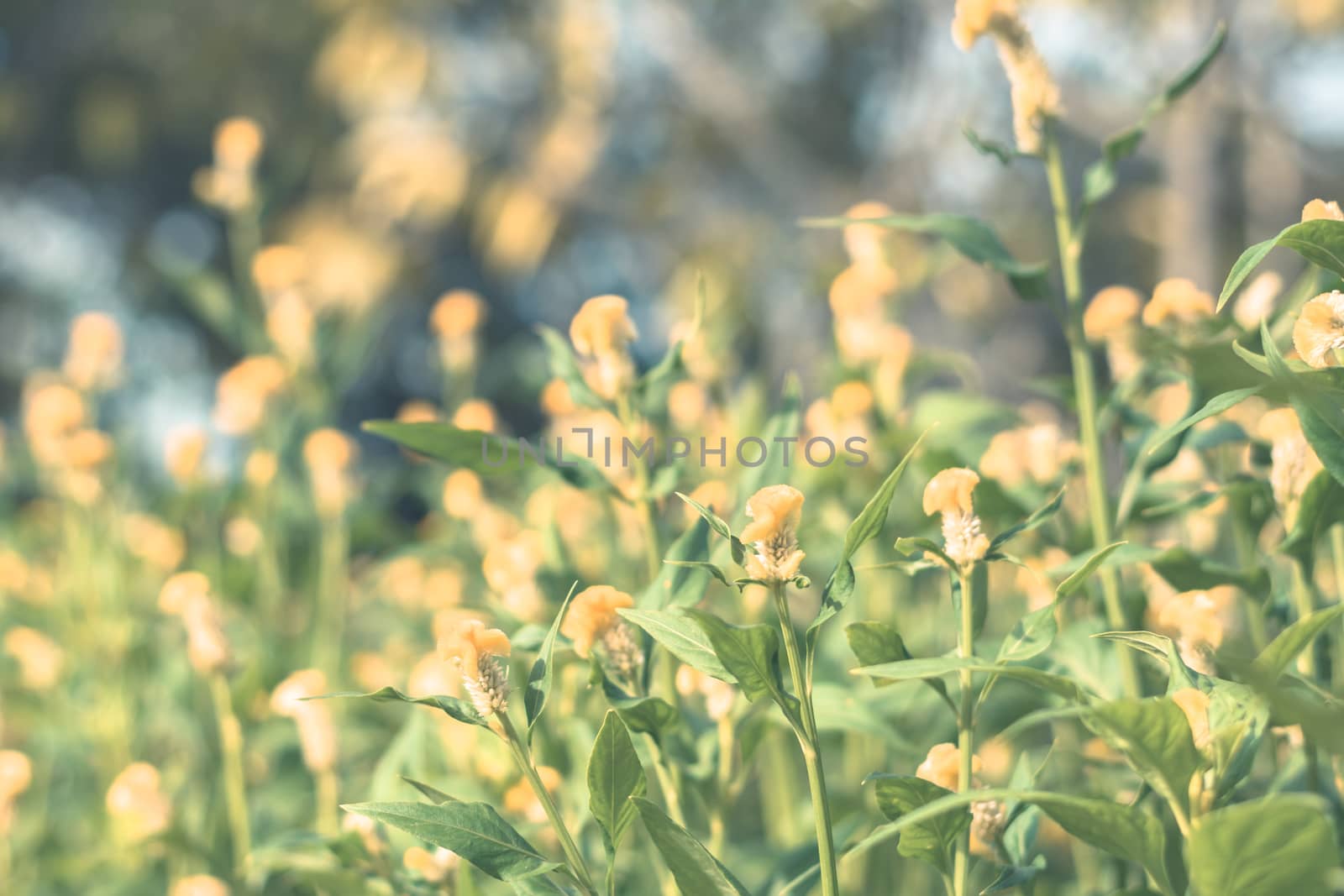 Selective focus colorful flowers for background