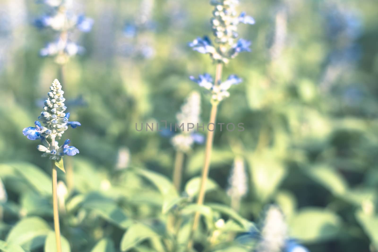 Selective focus colorful flowers for background