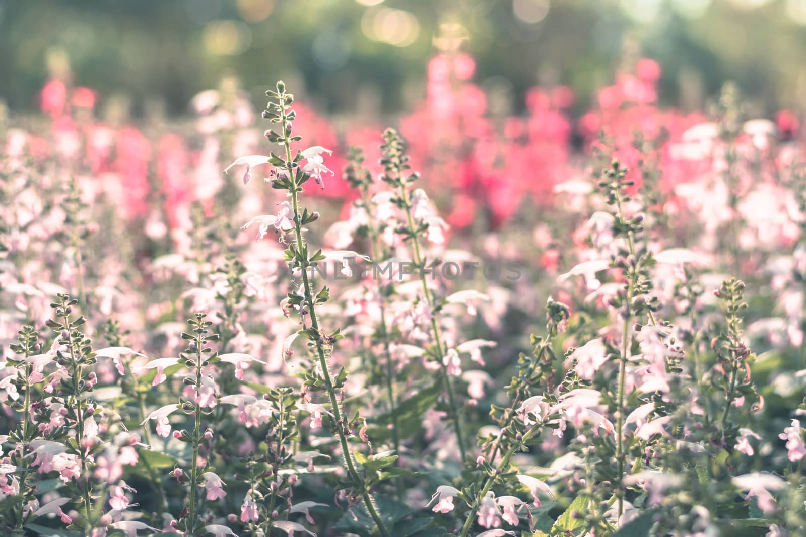 Selective focus colorful flowers for background