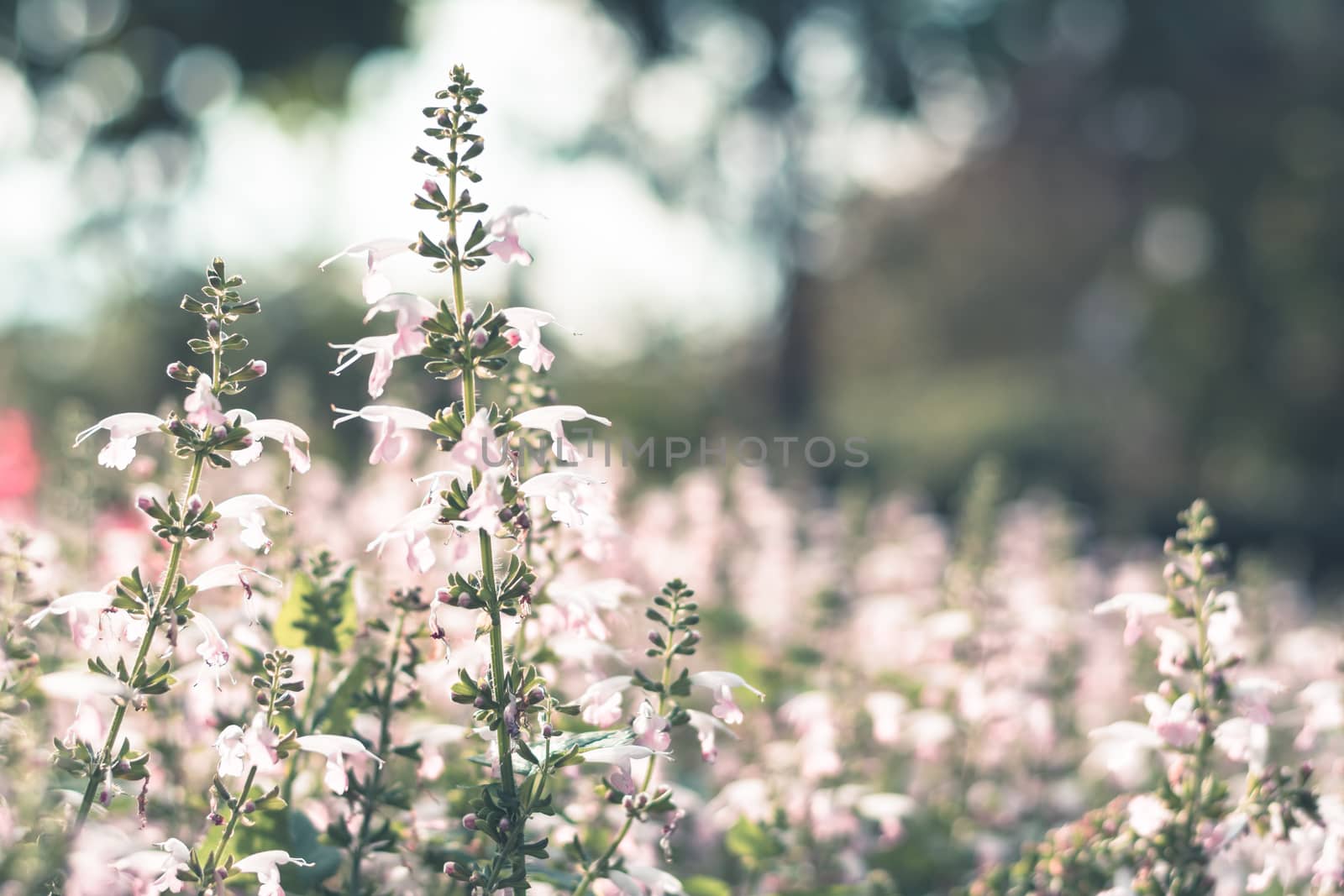  Colorful flowers for background . by ahimaone