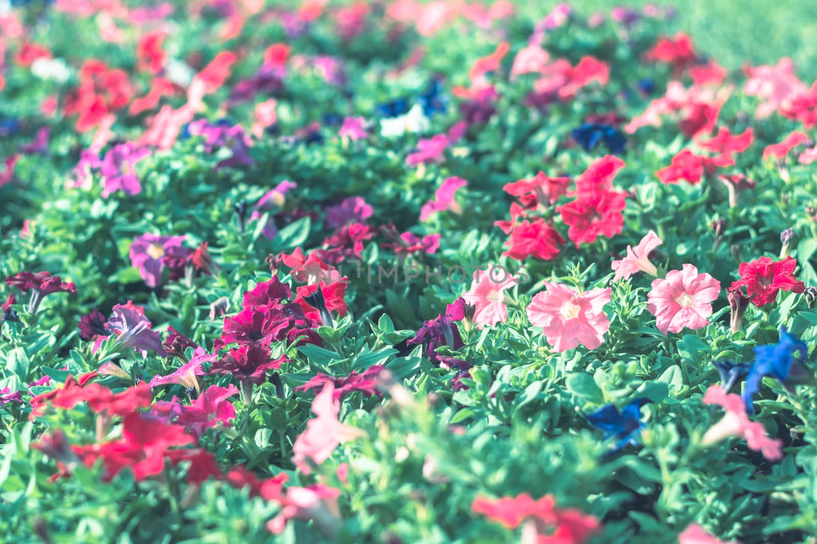 Selective focus colorful flowers for background