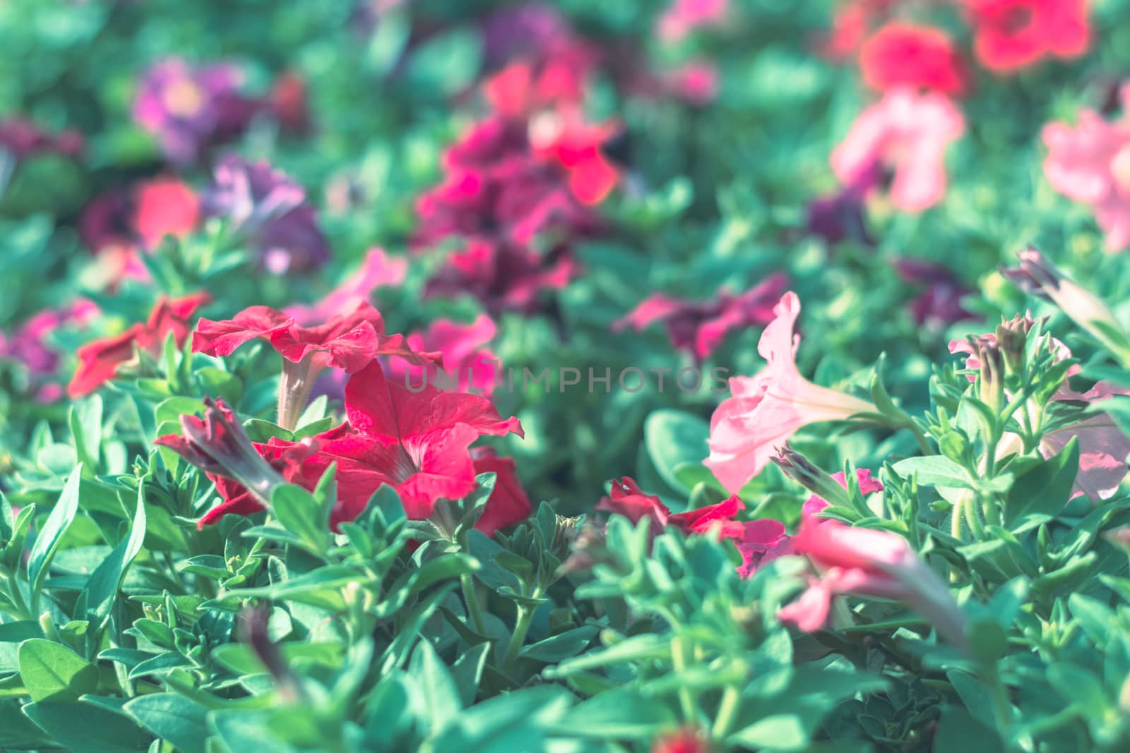 Selective focus colorful flowers for background