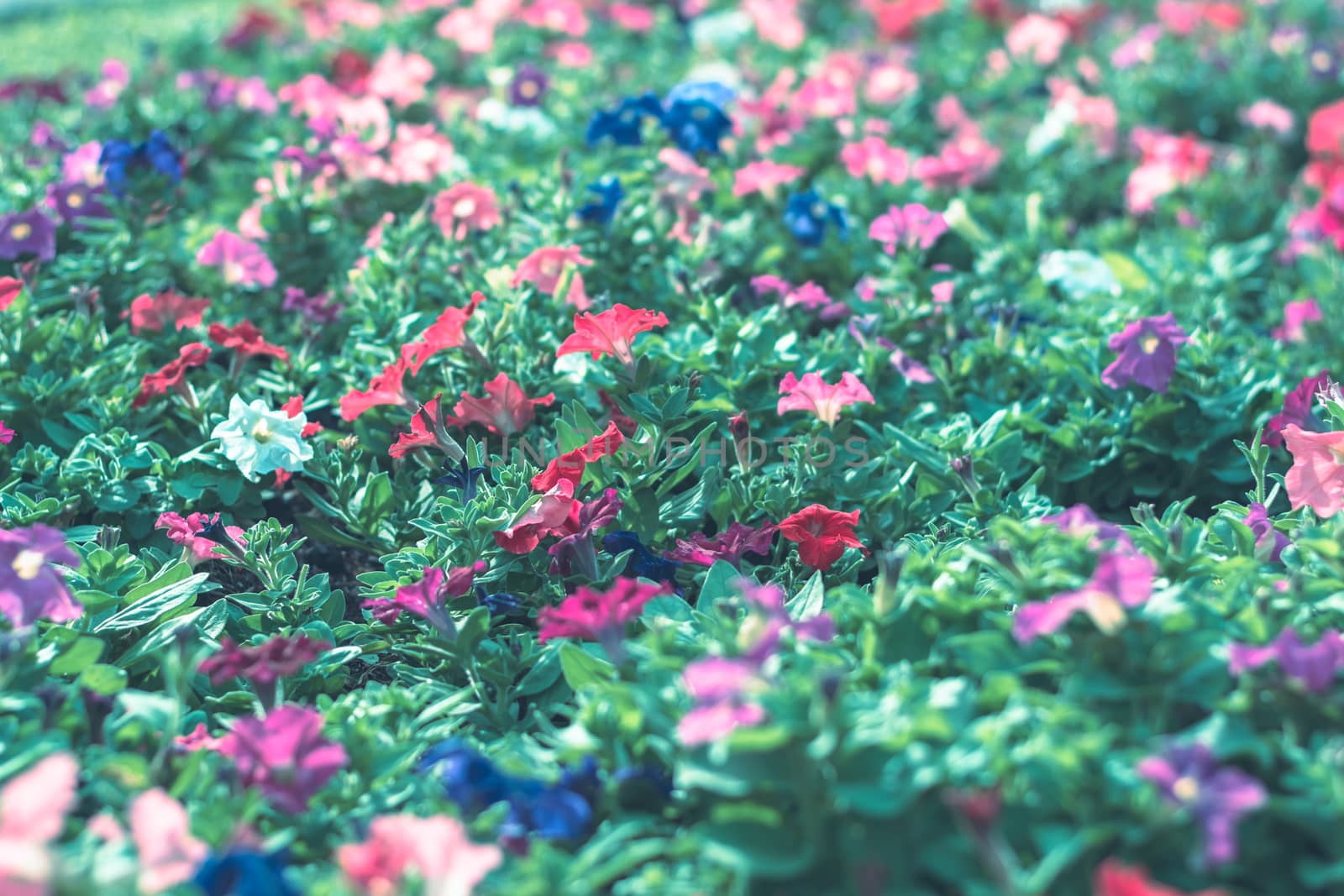 Selective focus colorful flowers for background