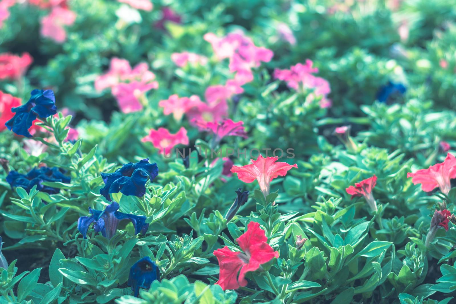 Selective focus colorful flowers for background