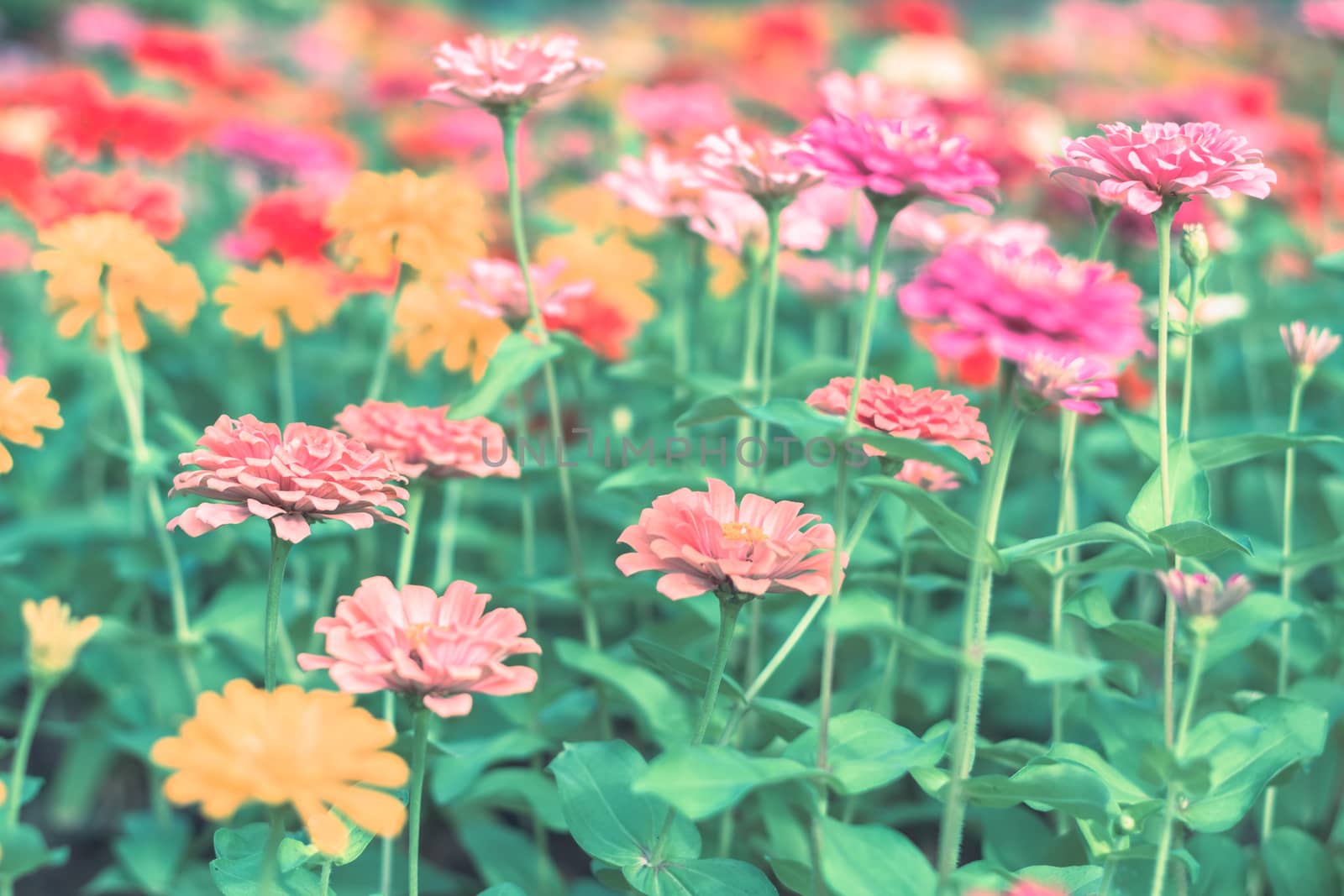 Selective focus colorful flowers for background