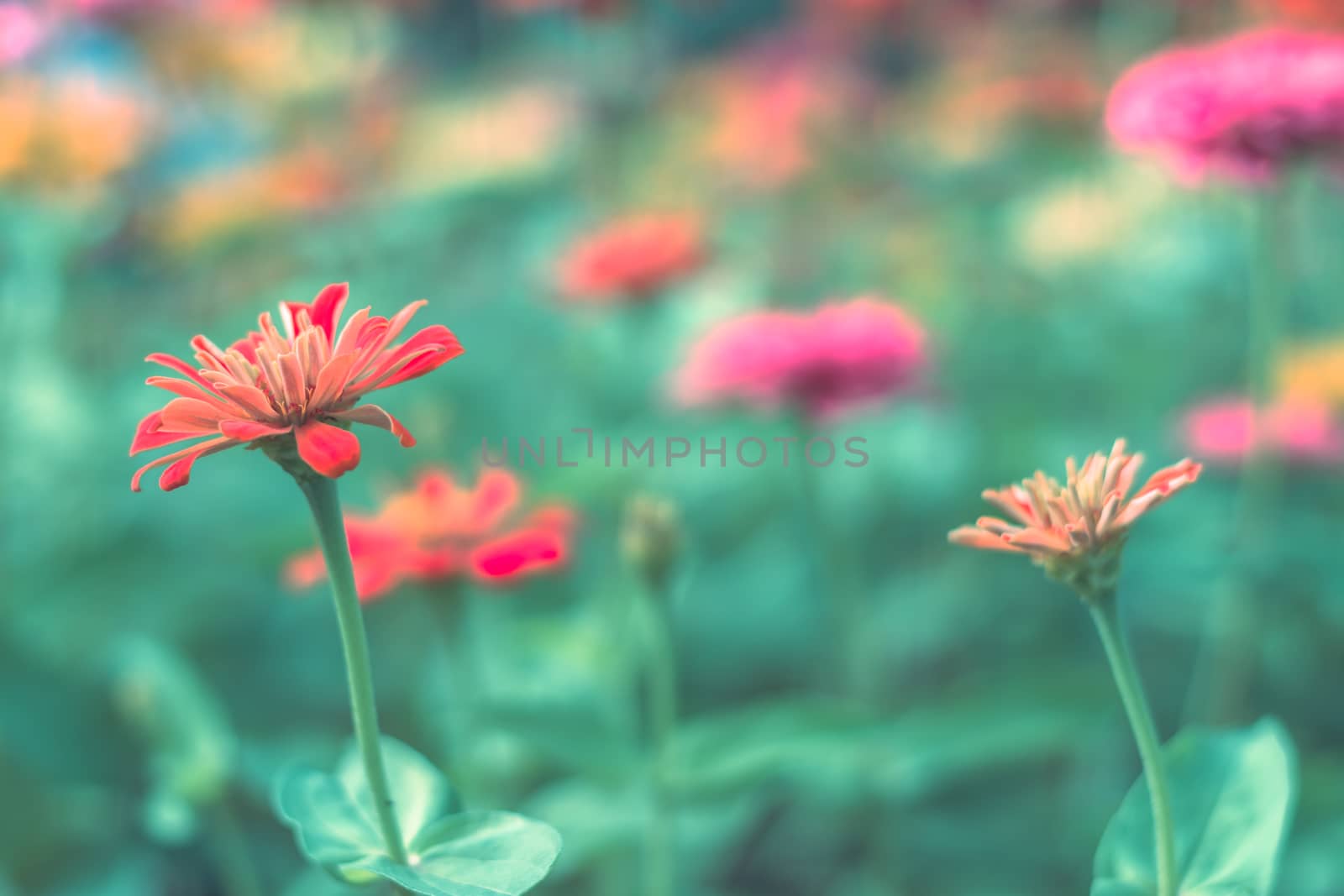 Selective focus colorful flowers for background