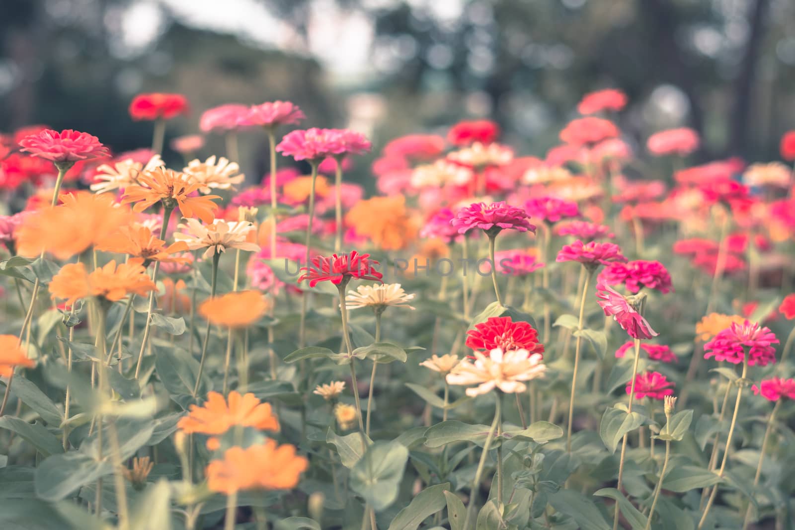 Selective focus colorful flowers for background