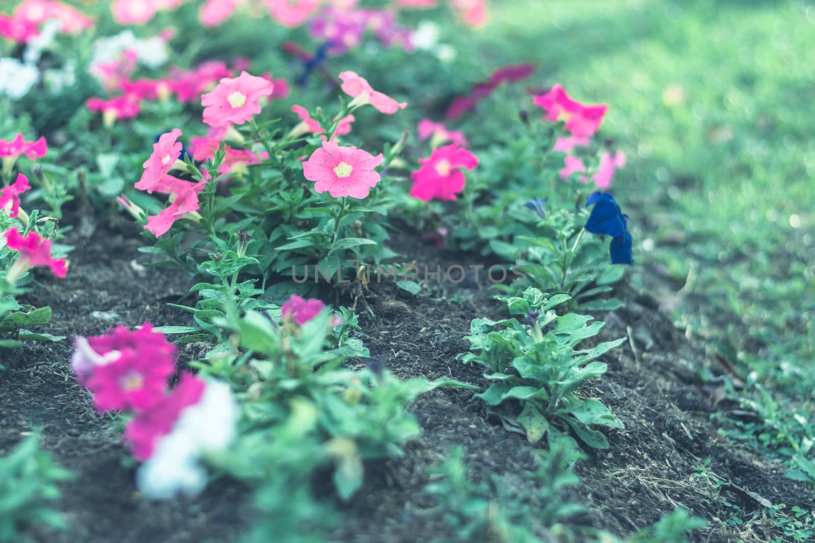 Selective focus colorful flowers for background