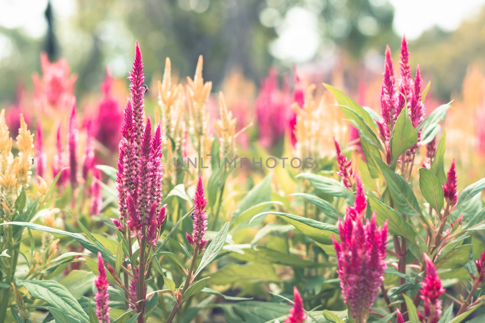 Selective focus colorful flowers for background