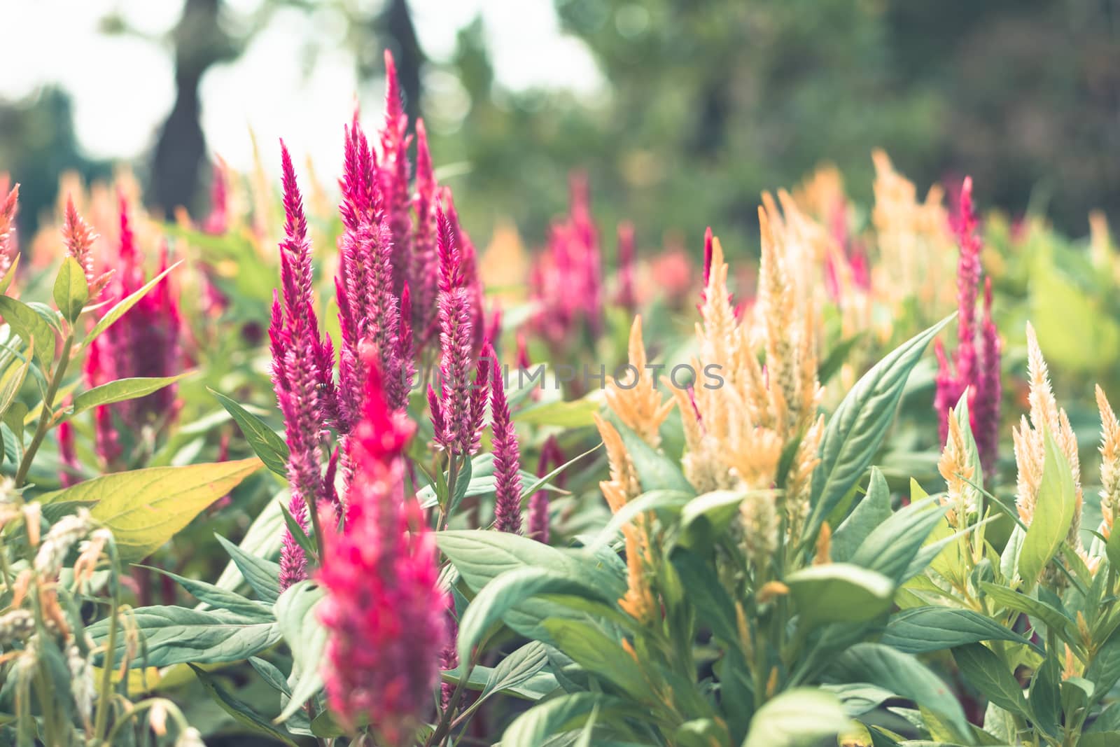 Selective focus colorful flowers for background