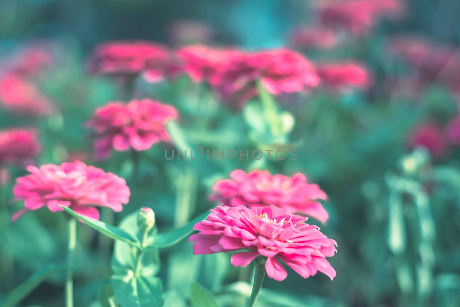  Colorful flowers for background . by ahimaone