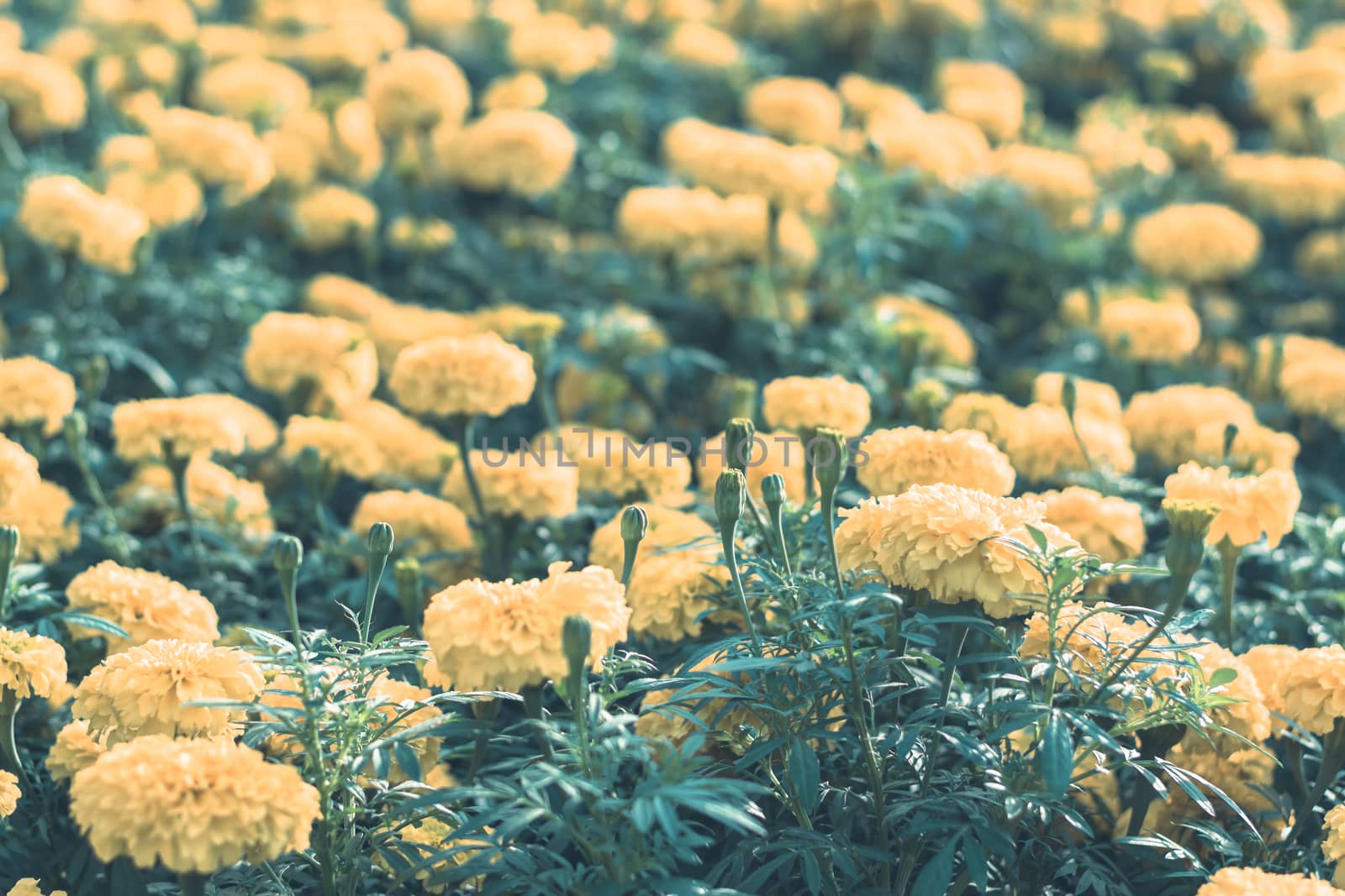 Selective focus colorful flowers for background