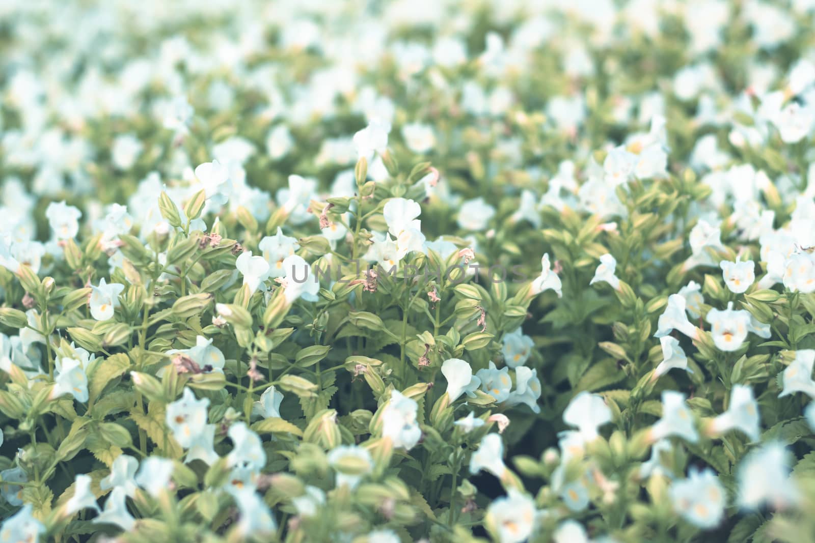 Selective focus colorful flowers for background