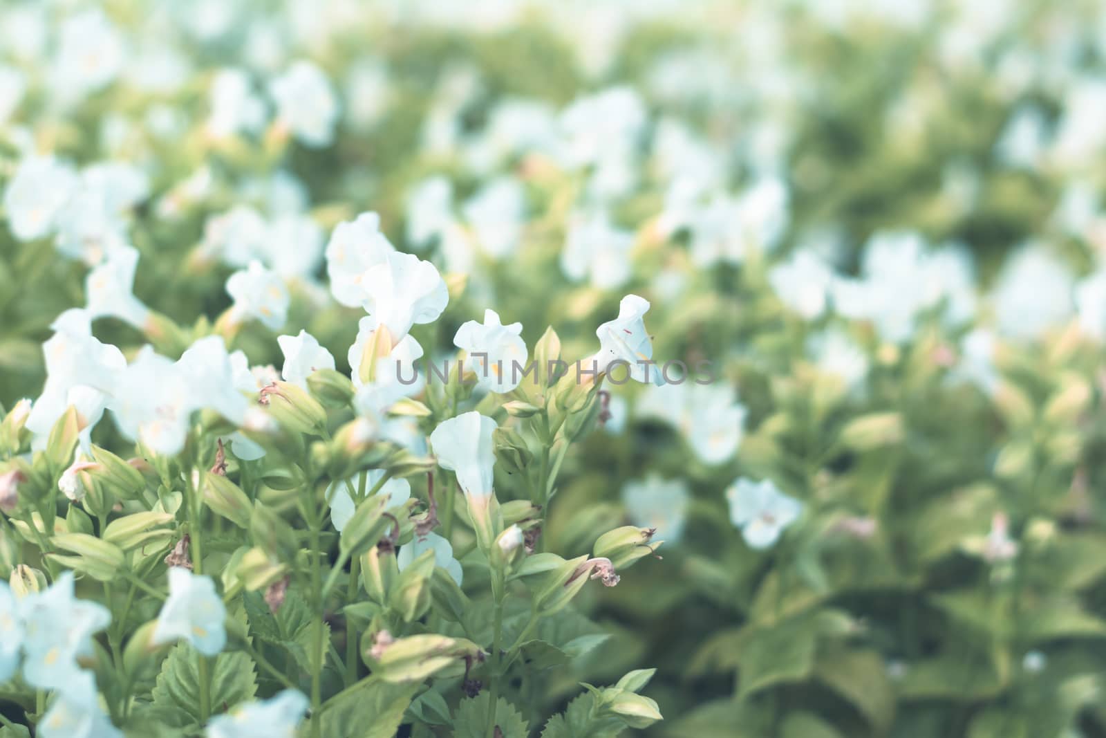 Selective focus colorful flowers for background