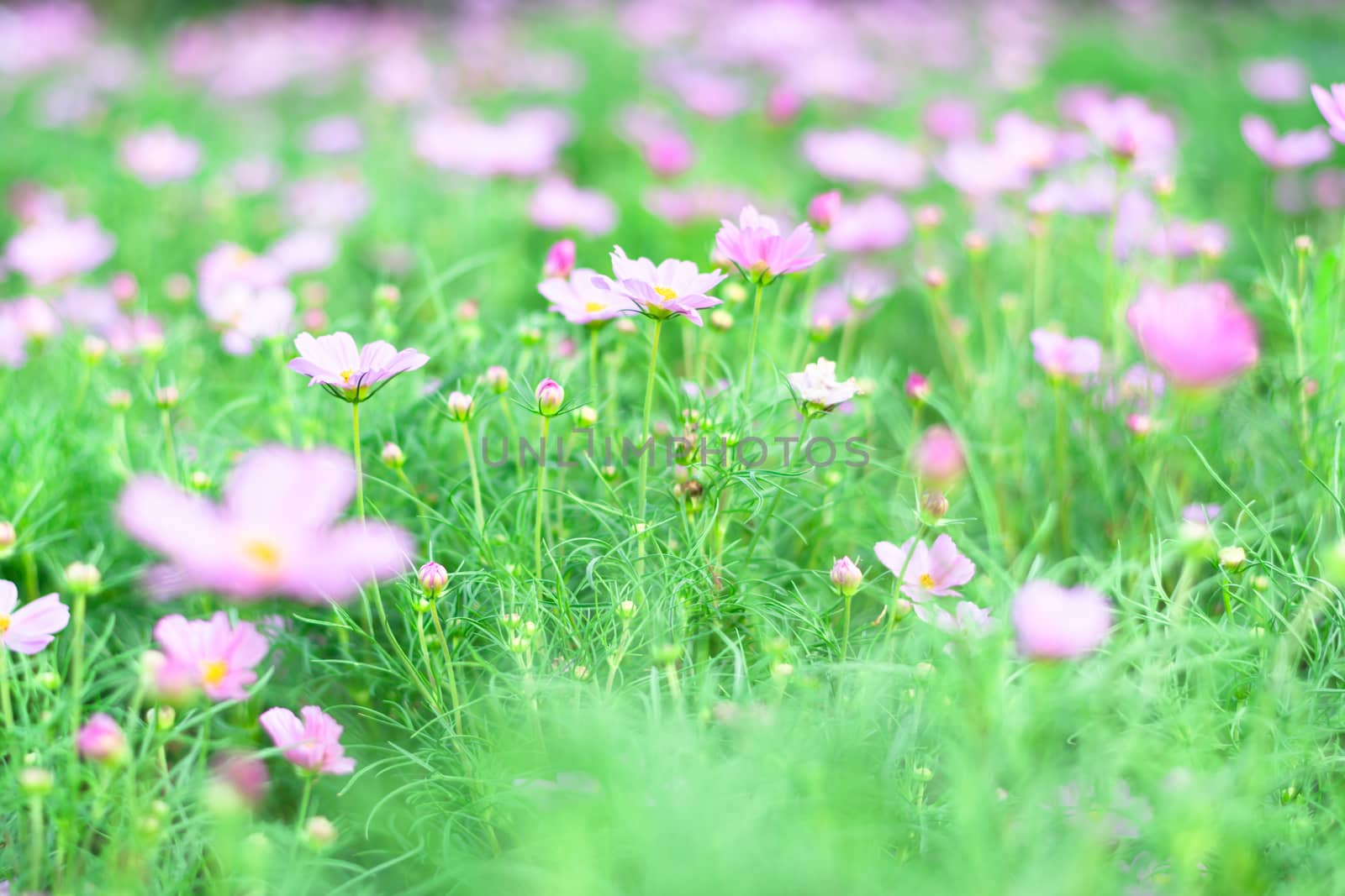 Selective focus colorful flowers for background