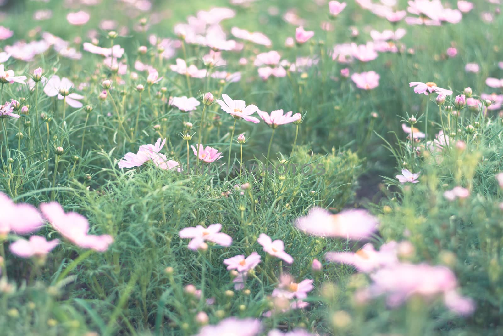 Selective focus colorful flowers for background