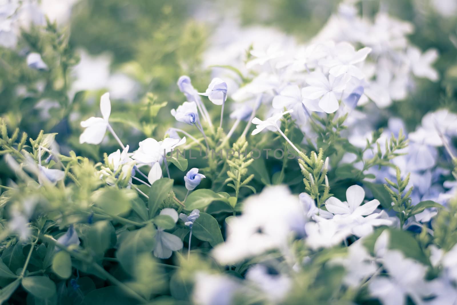  Colorful flowers for background . by ahimaone