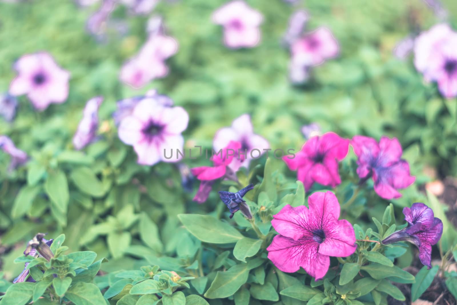 Selective focus colorful flowers for background