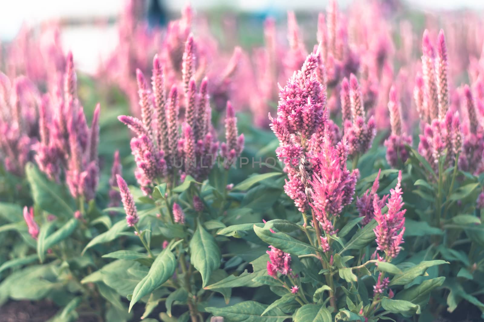 Selective focus colorful flowers for background