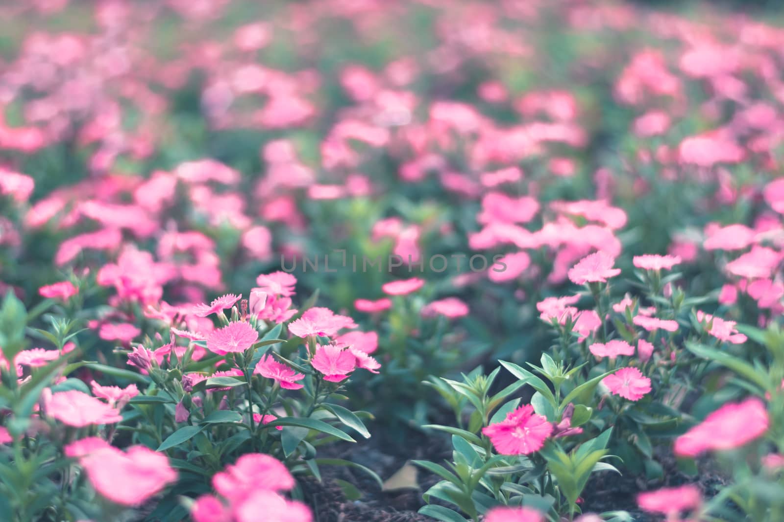 Selective focus colorful flowers for background