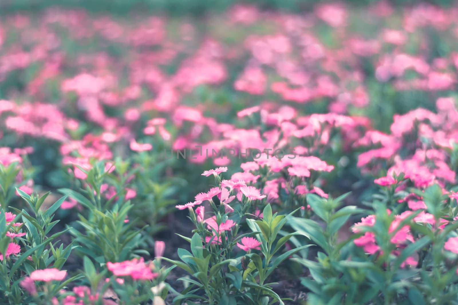  Colorful flowers for background . by ahimaone