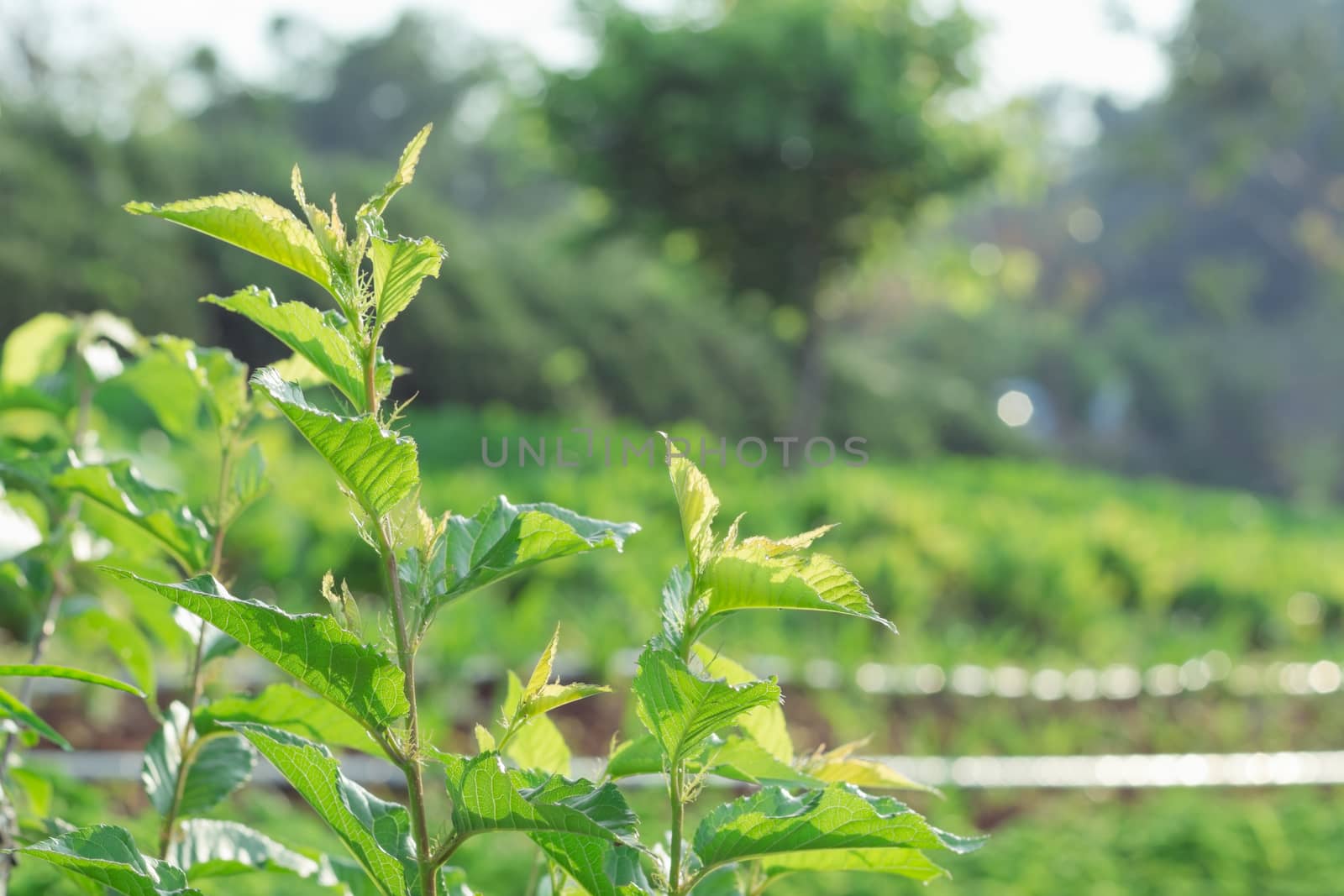 Green spring background with shallow focus and bokeh for background