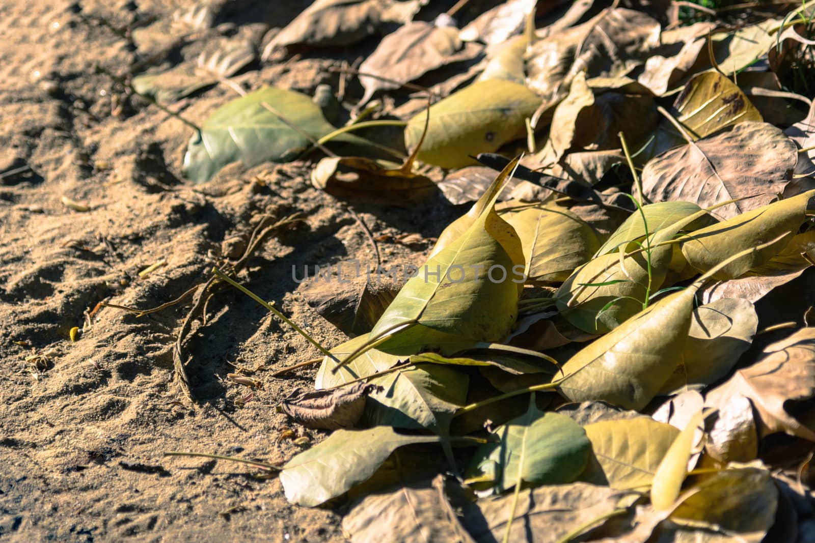 Dry left on ground  by ahimaone