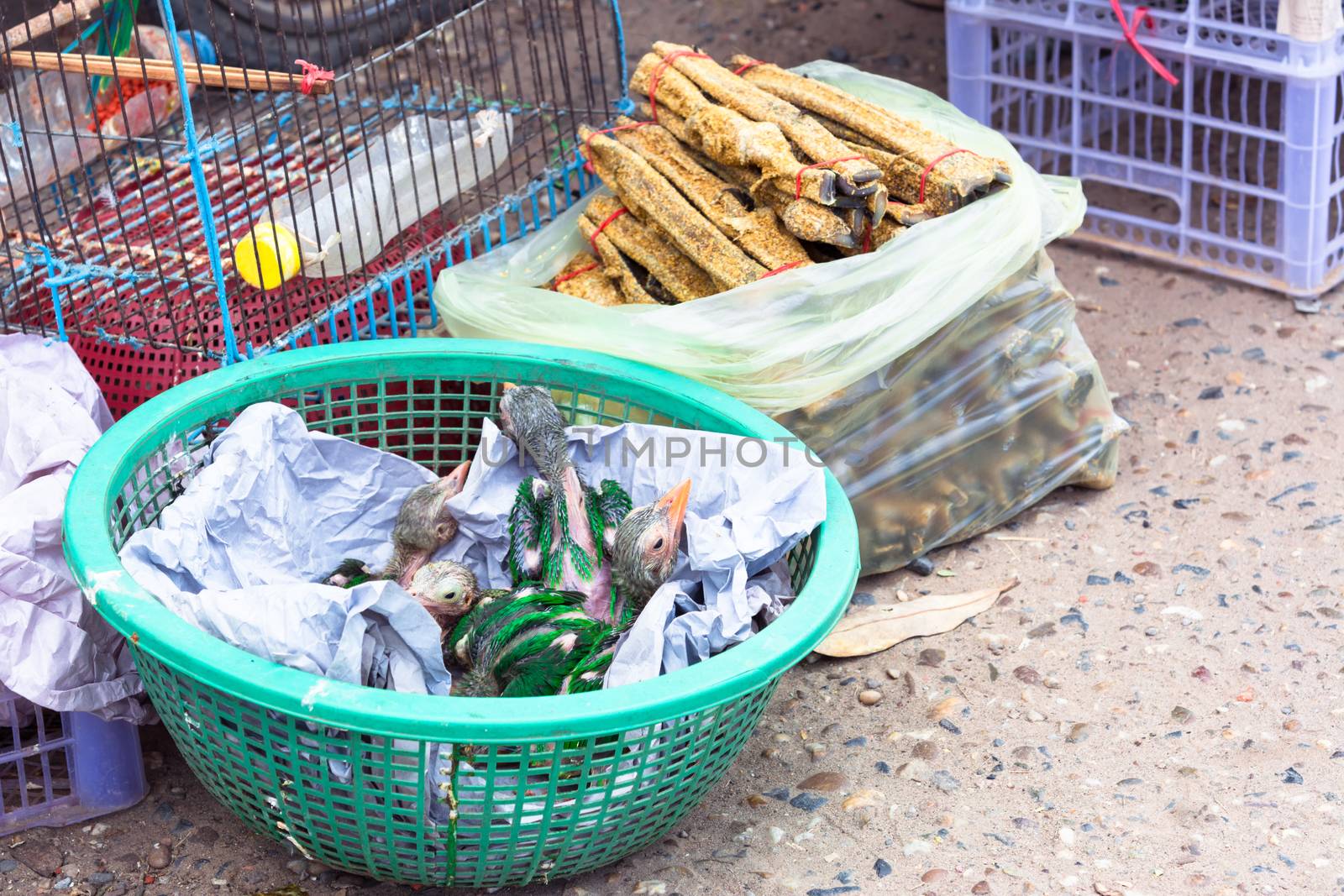 Baby parrots in market for sale by ahimaone