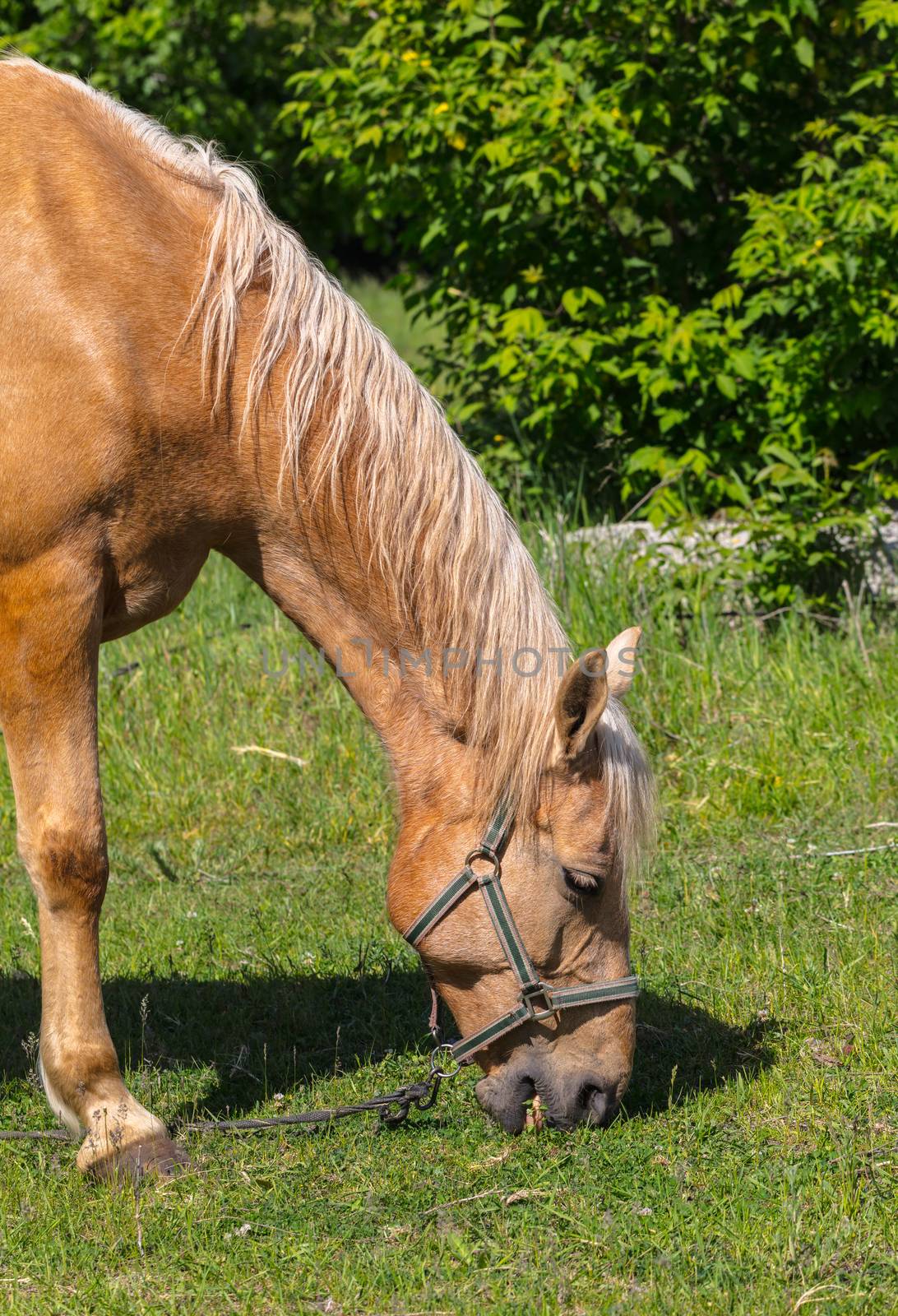 horse portrait closeup, eating the green grass