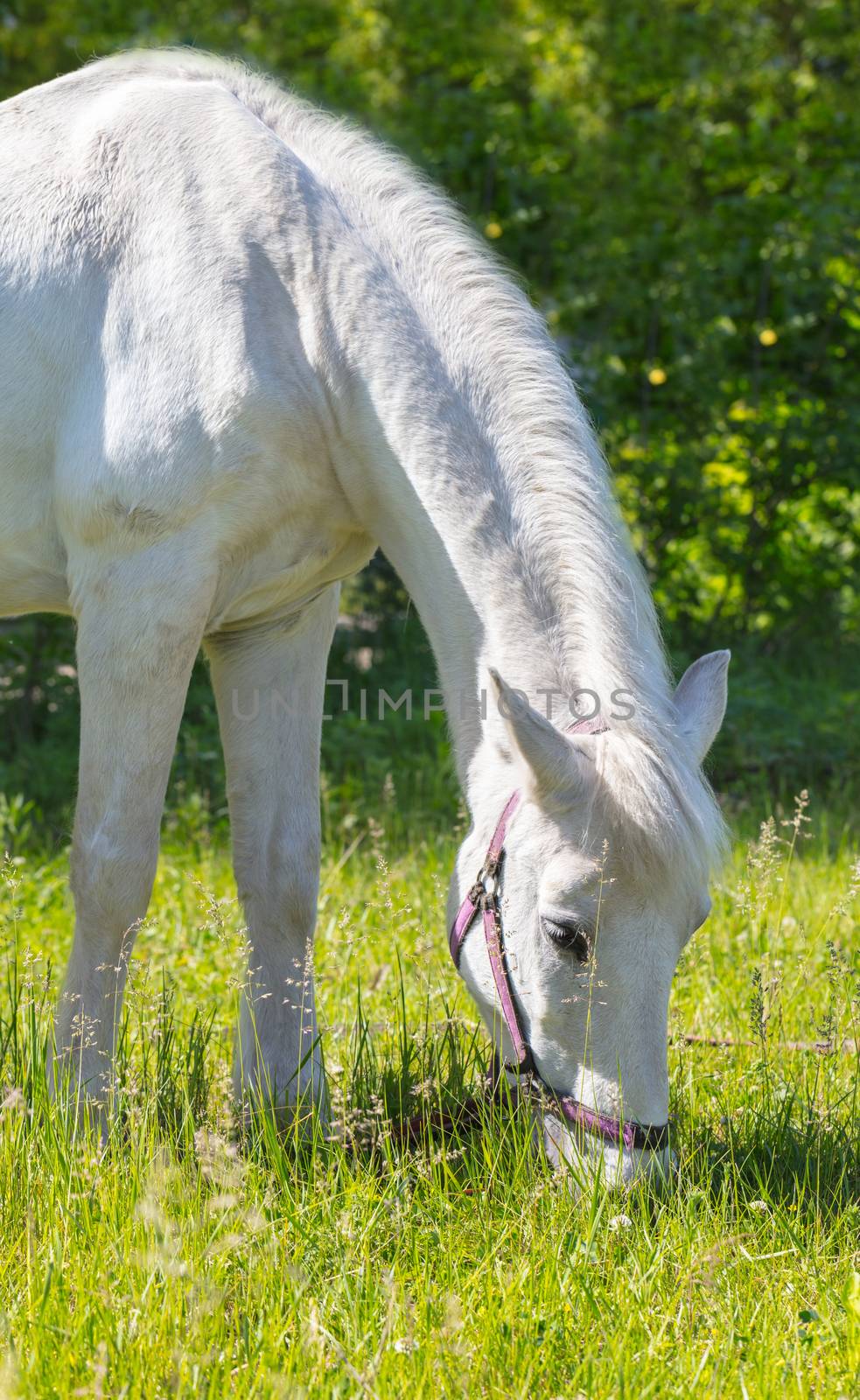 horse portrait closeup, eating the green grass