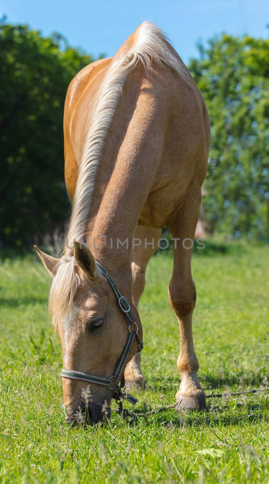 horse portrait closeup, eating the green grass