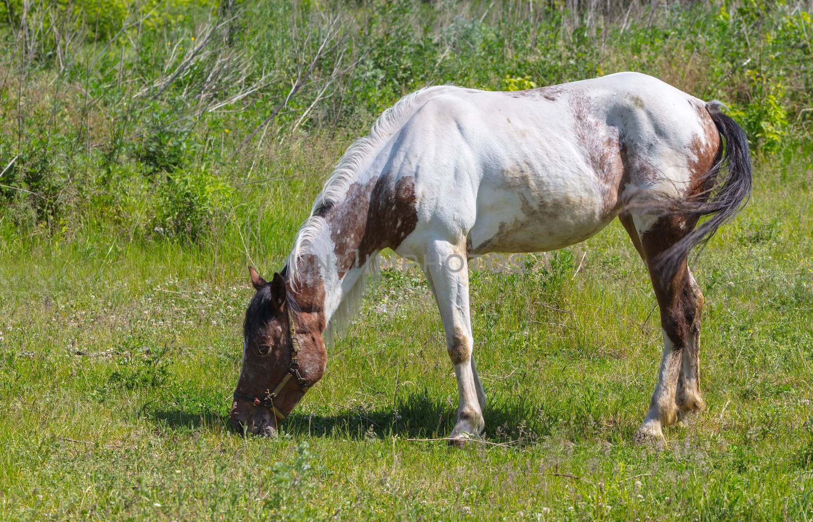 Horse closeup eating the green grass on pasture