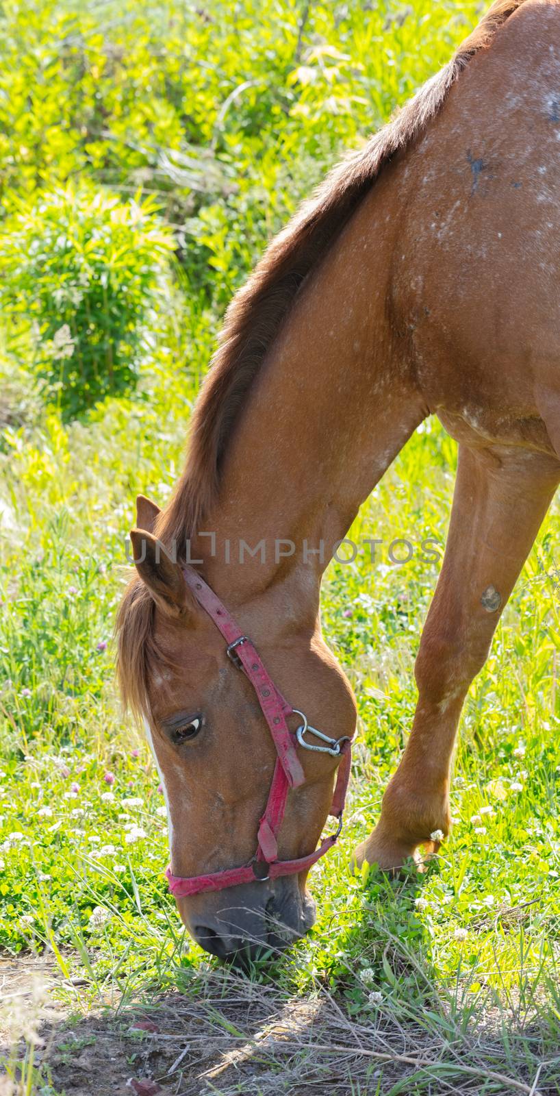 horse portrait closeup, eating the green grass