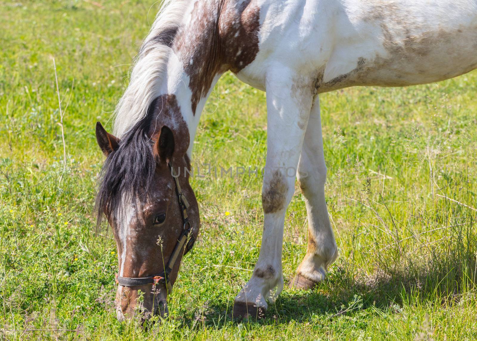 horse portrait closeup, eating the green grass
