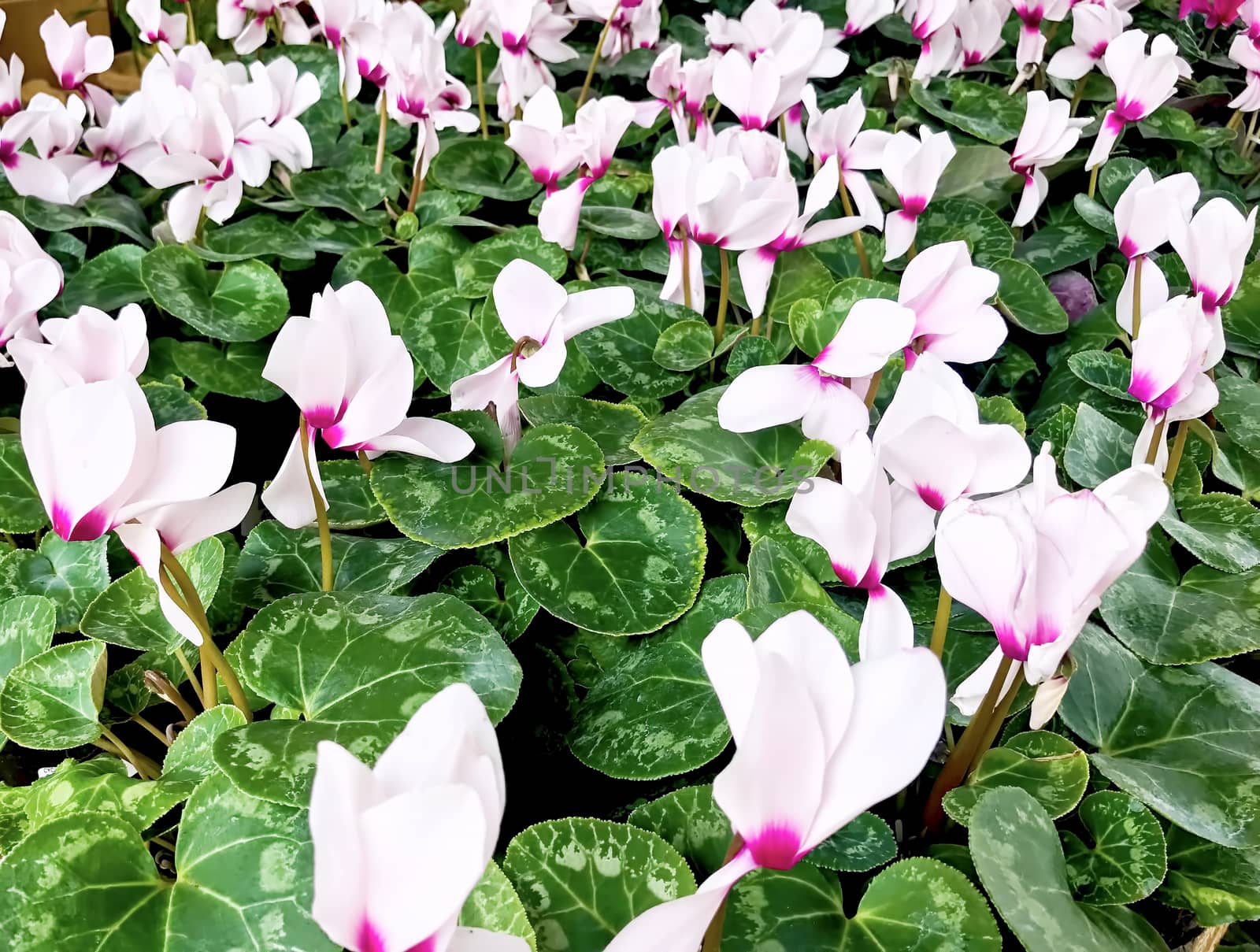 White flowers along a flowerbed in the botanical gardens.