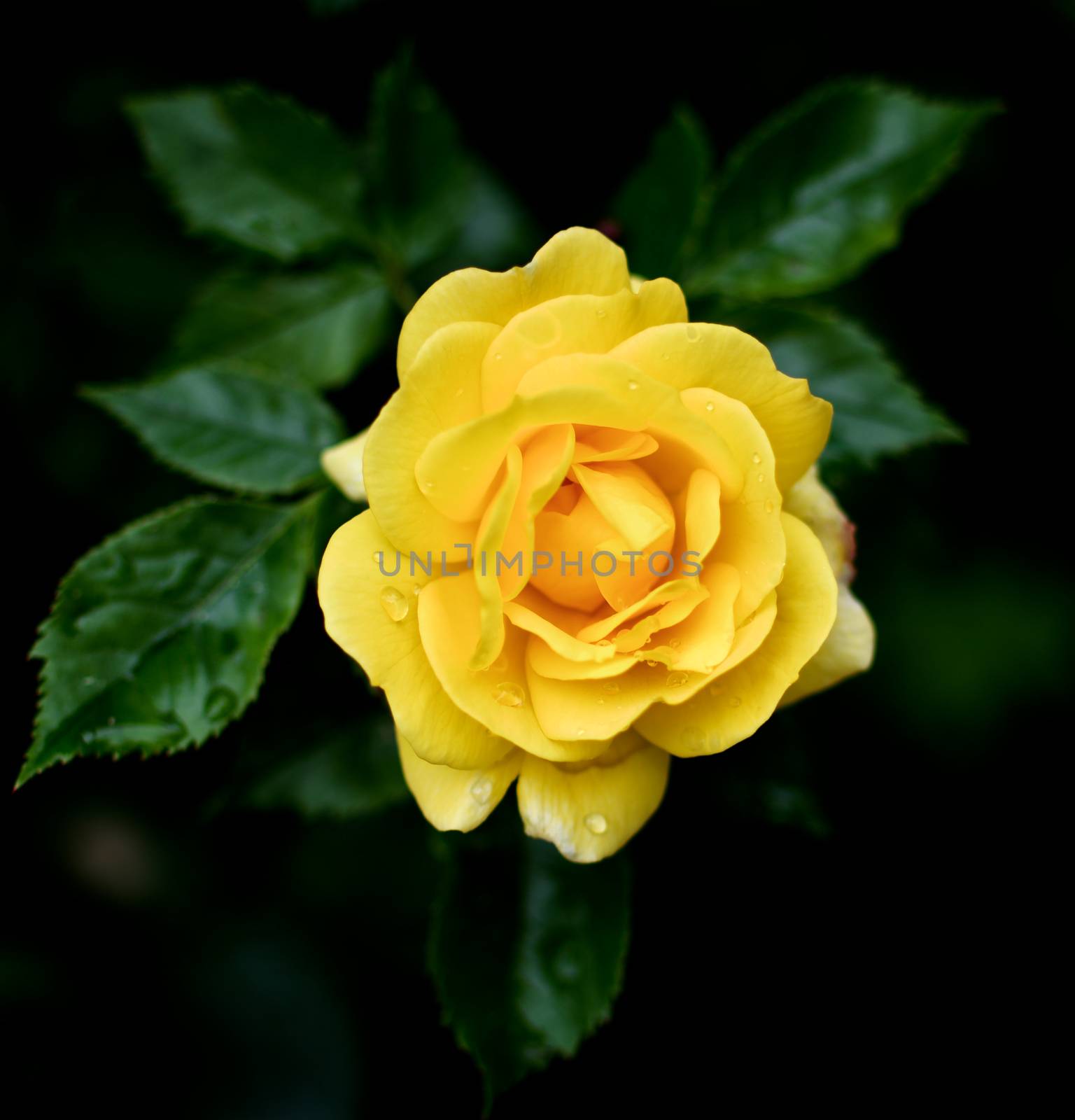 Perfect Single Yellow Rose with Leafs and Water Drops closeup on Blurred Natural background Outdoors. Focus on Centre of Petals