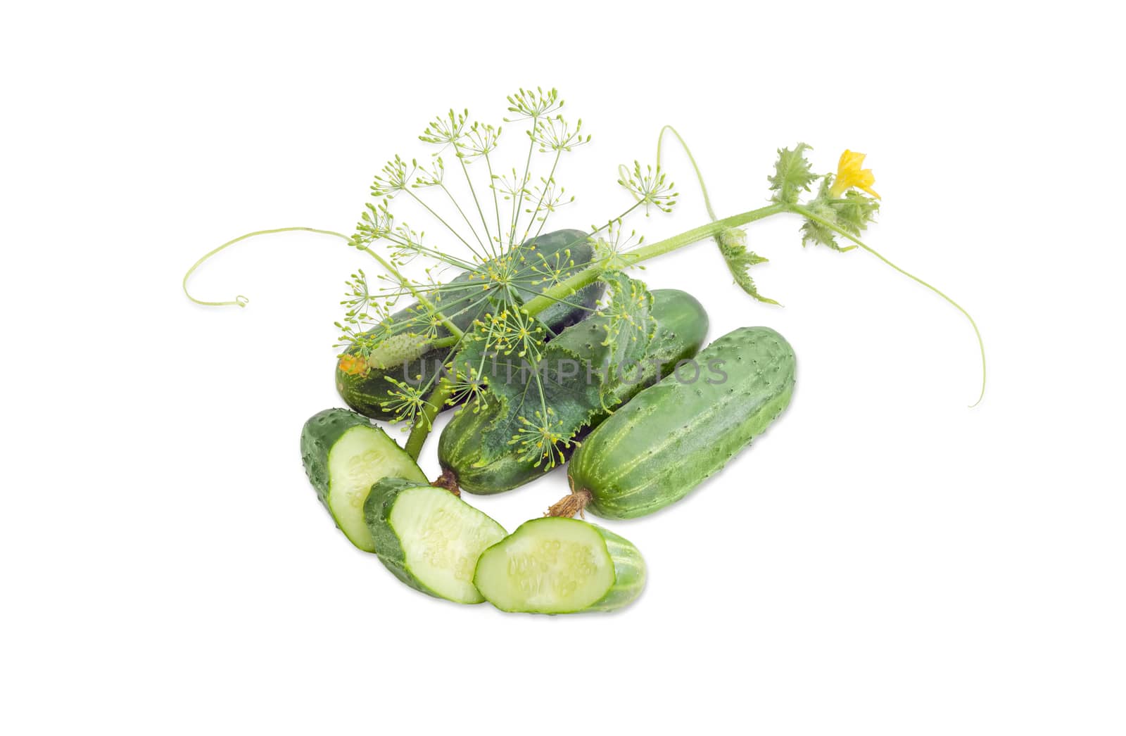 Several whole fresh cucumbers, one sliced cucumber, stalk of the cucumber with leaves, tendrils and flowers and inflorescence of dill on a light background
