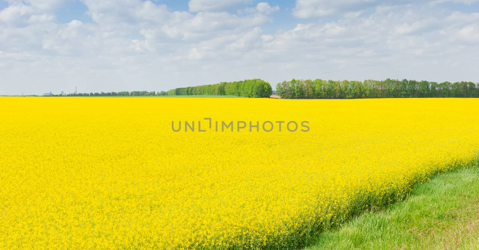 Field of the blooming rapeseed against the sky by anmbph