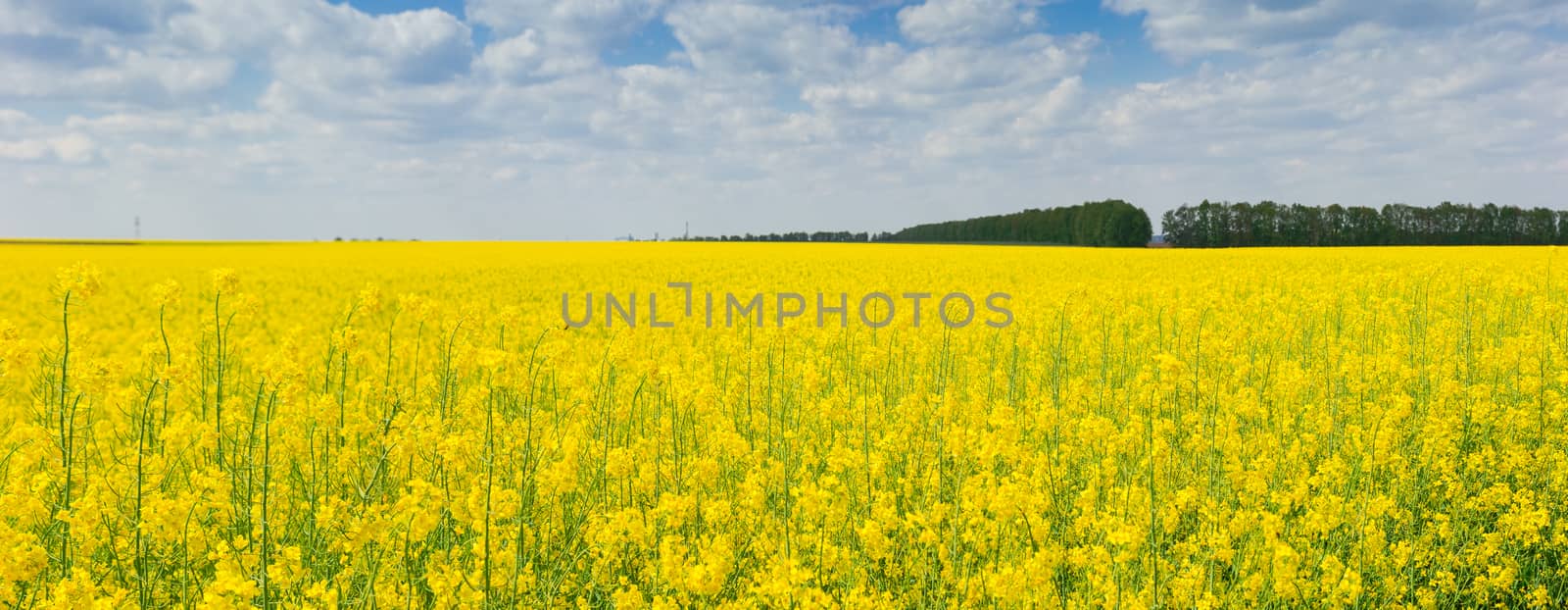 Panorama of the blooming rapeseed field  by anmbph