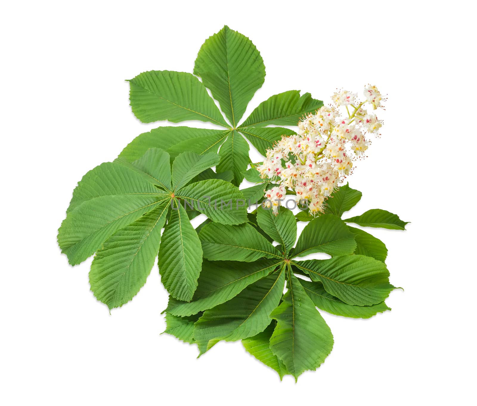 Branch of the blooming horse-chestnuts with leaves and inflorescence on a light background
