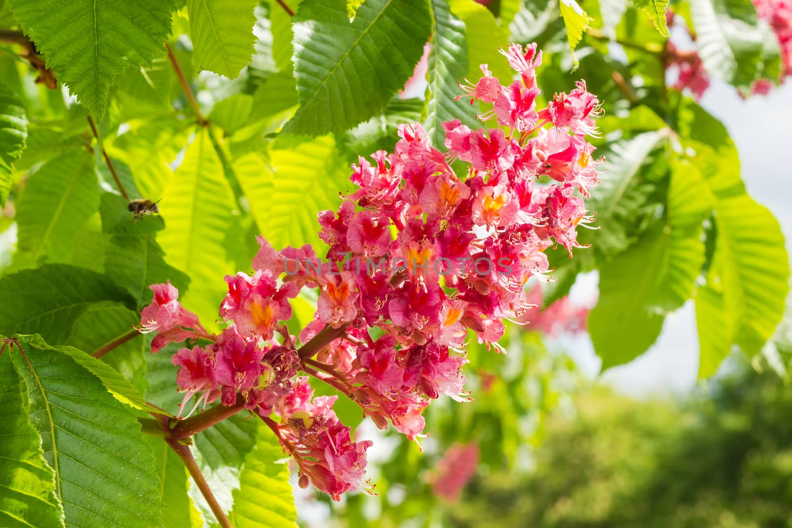 Inflorescence of red horse-chestnut against the background of the leaves closeup
