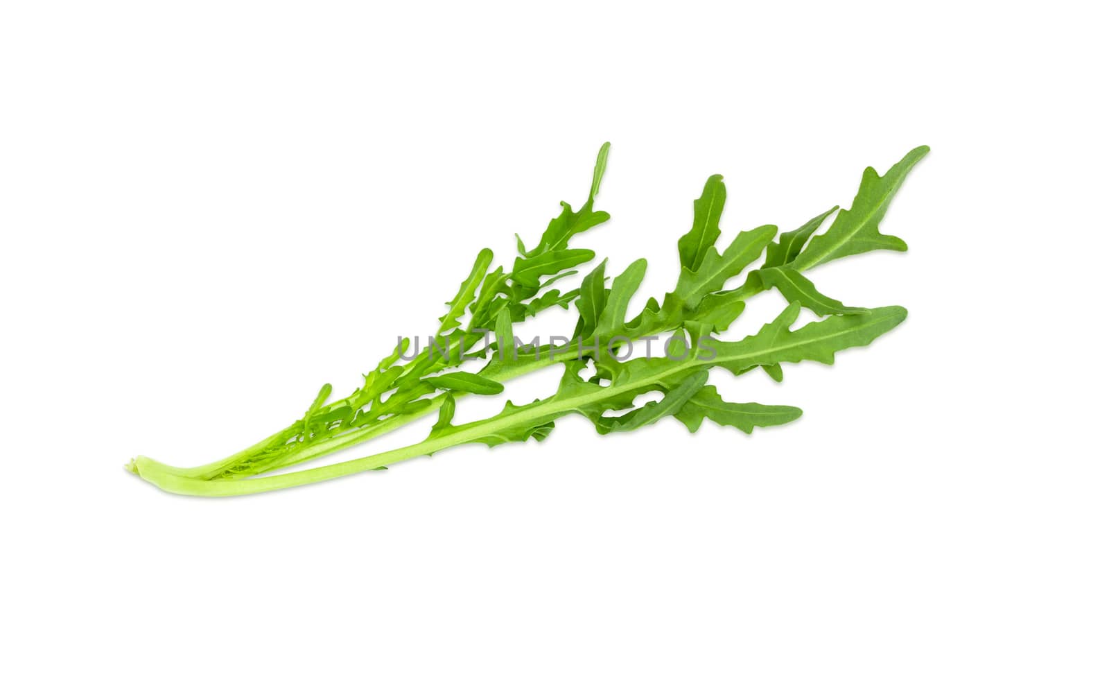 Stem of the fresh arugula with several twigs and leaves closeup on a light background
