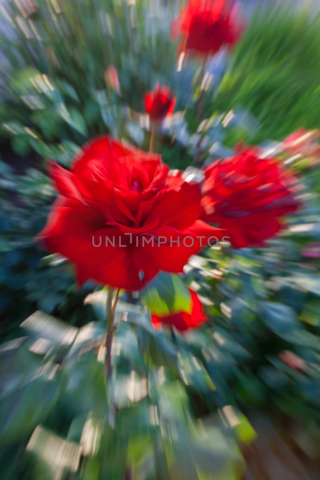 The image of a red rose with effect of the movement