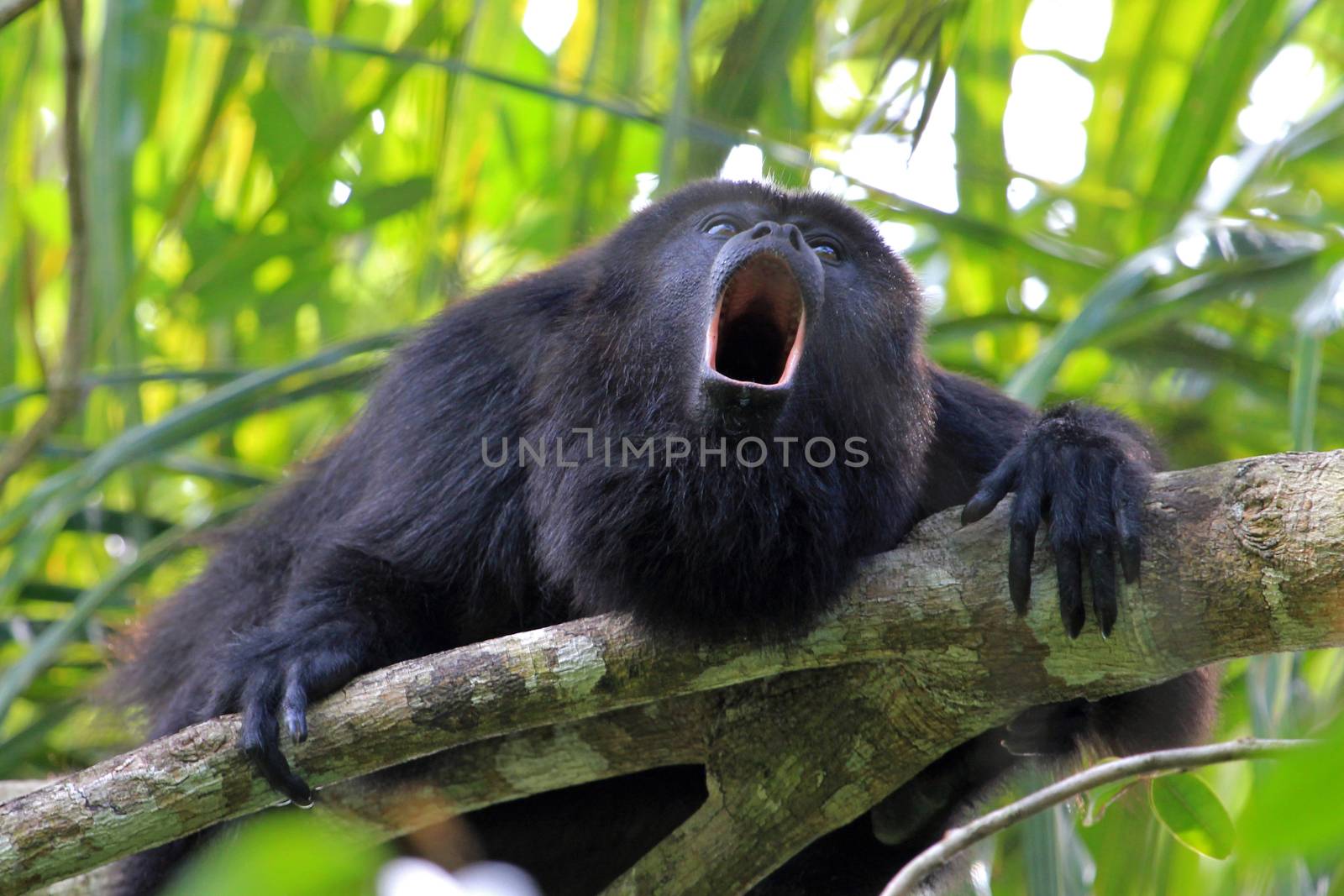 Black howler monkey, aluatta pigra, sitting on a tree in Belize jungle and howling like crazy. They are also found in Mexico and Guatemala. They are eating mostly leaves and occasional fruits.