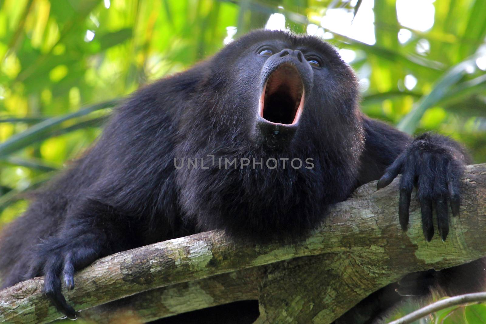 Black howler monkey, aluatta pigra, sitting on a tree in Belize jungle and howling like crazy. They are also found in Mexico and Guatemala. They are eating mostly leaves and occasional fruits.