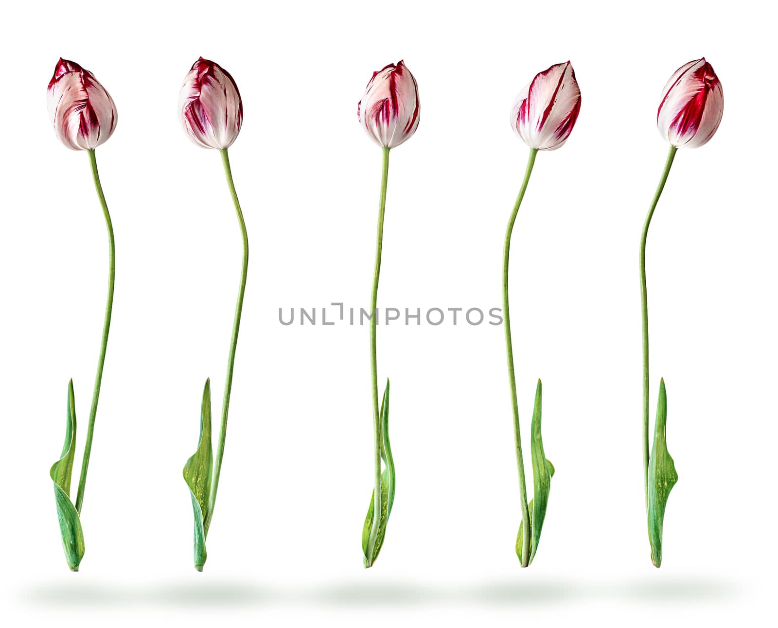 Several tulips in a row by Cipariss