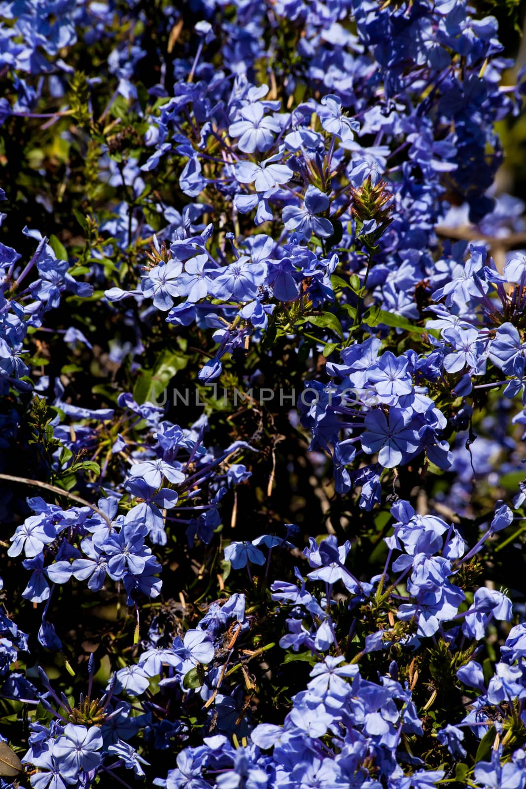 Blue Floral Background by kobus_peche