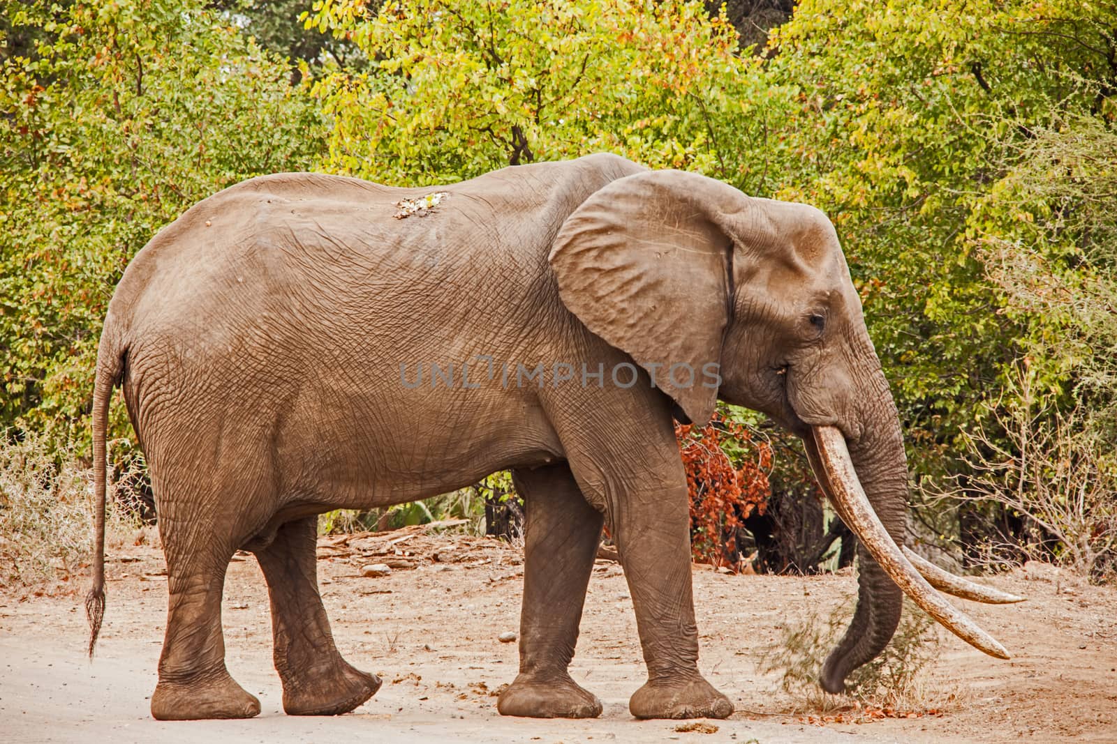 Mastulele, considered to be the leading tusker in Kruger National Park, South Africa.