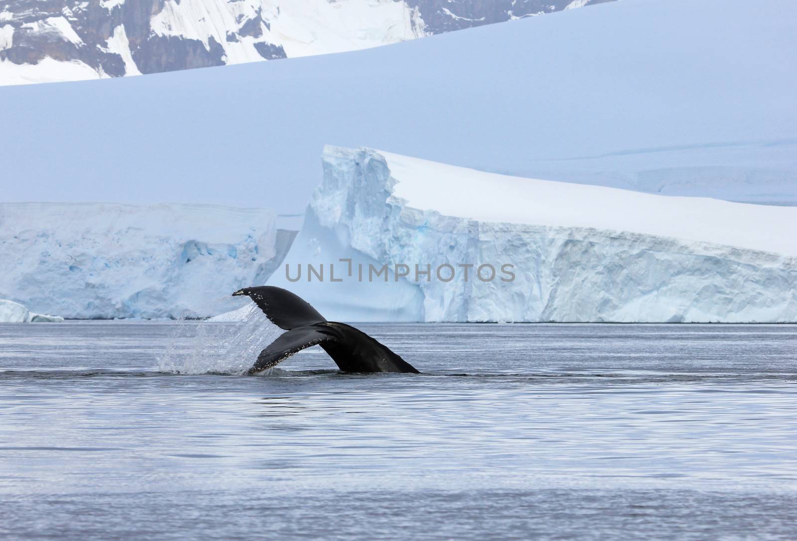 Humpback whale tail, showing on the dive, Antarctic Peninsula